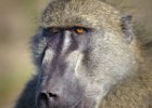 Chacma Baboon : Chacma Baboon, Chobe, Mammals